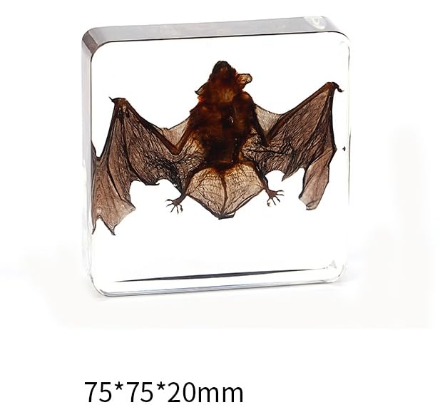 Bat Specimen, Real High Quality Resin Bat Specimen for Science Classroom Science Education, Biology, Collections, Animal Study Enthusiasts, Quirky Animal Skulls (Bat 3 x 3 x 1 inch) - color: Bat 3 x 3 x 1 inch