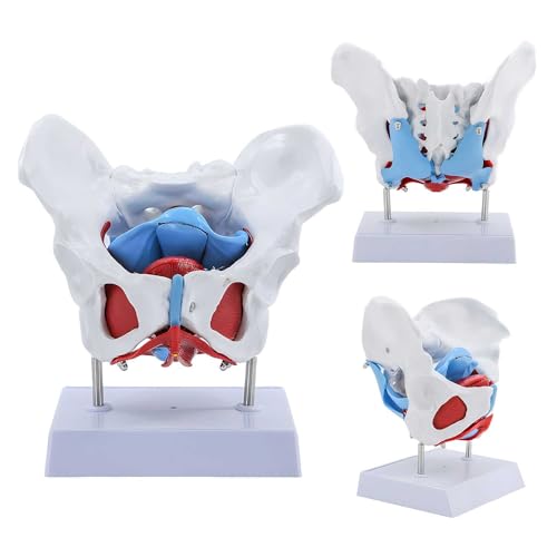 Female Pelvis Model, Pelvic Floor Anatomy Model with 4 Removable Parts, Pelvic Floor Muscles and Reproductive Organs, Life Size Medical Educational Training Aid