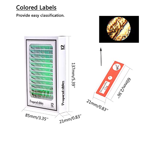 Prepared Plastic Microscope Slides with Specimens for Kids, Microscope Sample Slides Full Range of Animal/Plant/Insect/Blood Biology Slides Gift Set for Kids Microscope (60PCS) - color: 60PCS
