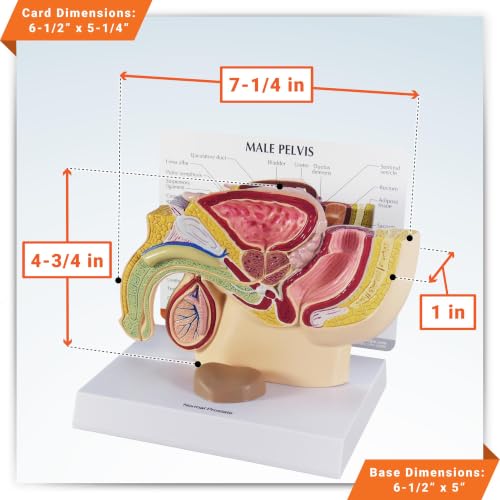 GPI Anatomicals Male Pelvis with Prostate Model - style: Male Pelvis with Prostate