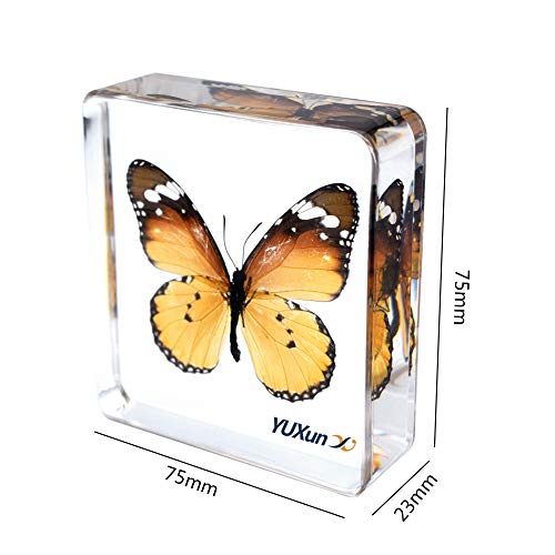 Real Insect Butterfly Specimen Paperweight Animal Taxidermy Collection Display Sciecne Classroom Specimen for Science Education (Butterfly 2) - color: Butterfly 2