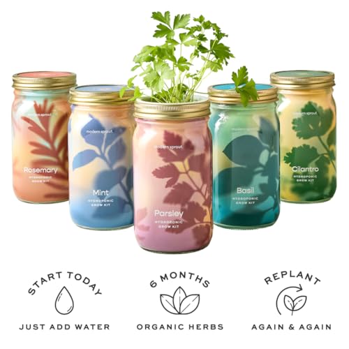 Modern Sprout Mason Garden Jar - Self-Watering Hydroponics Kit - Basil+Mint - color: Basil+mint, size: Garden Jars
