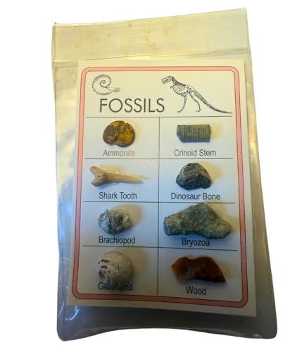 Fossil & Mineral ID Charts - 2 charts with Genuine specimens - 12 Minerals and 8 Fossils - Great for Science Fairs - Ideal Fossil and Mineral Sampler