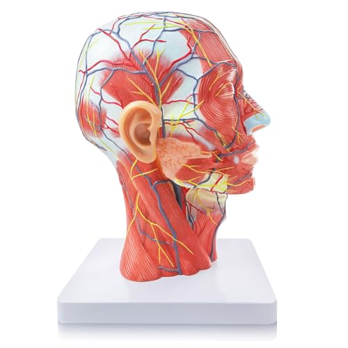 2026 New Life Size Anatomical Head Model Skull,Half Human Head
