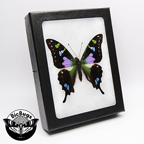 BicBugs Graphium weiskei Blue Black Purple Green Butterfly Papua New Guinea