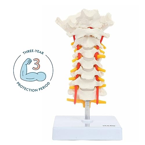 Axis Scientific Cervical Vertebra Model with Spinal Nerves and Arteries | Detailed Bony Landmarks of The Cervical Spine | Includes Occipital Bone | Essential Vertebral and Spinal Model for Education