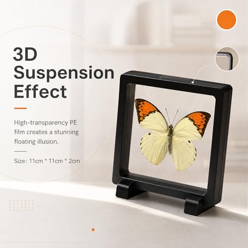 1pc Real Butterfly Specimen PE Film Suspension Box Double Sided Transparent Display Case for Bookshelf Ornament Gift (Papilio Paris) - color: Papilio Paris