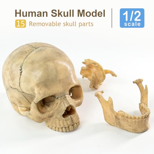 Mini Human Skull Model - 15-Part Half-Size - style: Original-Color