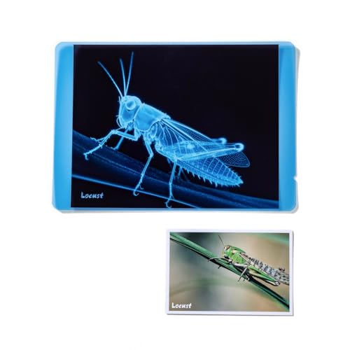 Insect Xrays – Bug Science Kit - Light Table Accessories - style: Insect Series