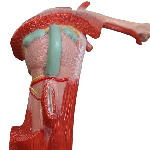 Axis Scientific Life-Size Muscled Shoulder Joint Model