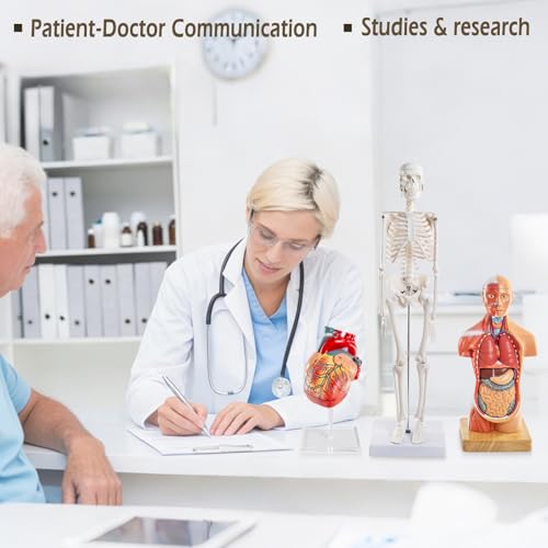 Human Body Skeleton and Heart Anatomcal Model Set