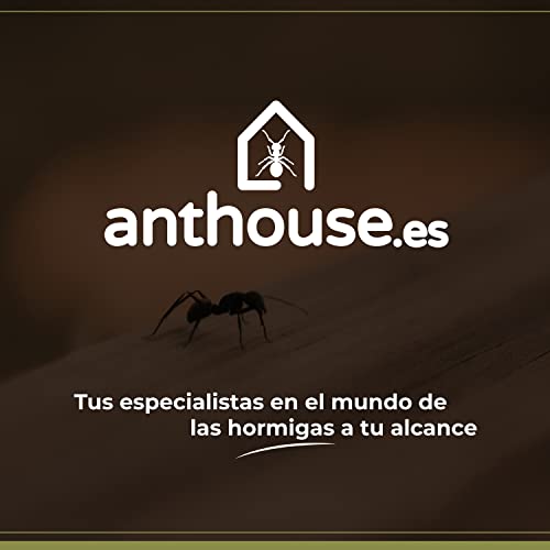 AntHouse - Natural Sand Ant Farm | Acrylic Big Starter Kit | Educative Ant Hill | 11.81 x 5.91 x 3.94 in