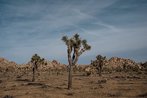 Joshua Tree | Seed Grow Kit | The Jonsteen Company