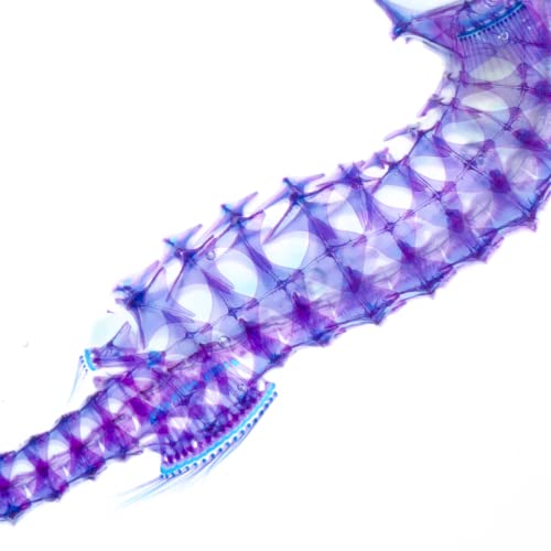 DIY Transparent Seahorse Specimen Kit - Educational, Ocean Animal, Diaphonized