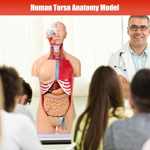 SFXYJ Human Torso Anatomy Model 33.4", Dual-Sex 32 Part Removable Life-Size with Heart Head Skull Brain Visceral Muscular Layers Model Includes Product Manual for Medical Student Lab Classroom Use