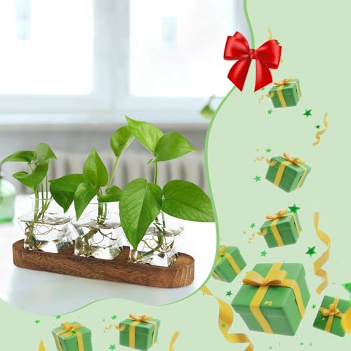 XXXFLOWER Plant Propagation Station with Wooden Stand 3 Star Jars - color: Transparent