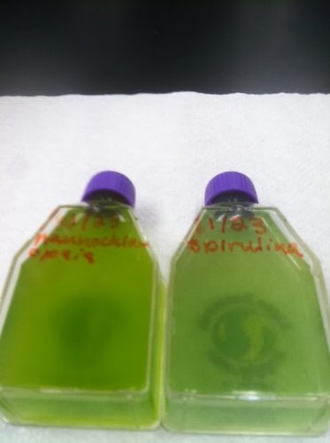 Algae Research Supply Algae Culture Kit Spirulina, Perfect for School Science Fairs/Projects, Experiments & Classrooms