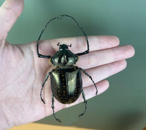Real Cheirotonus Long Arm Beetle Taxidermy Specimen Unmounted BO-58 - color: 1 Beetle #58