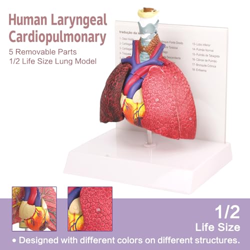 HADWYN Human Respiratory System model,anatomy models human body