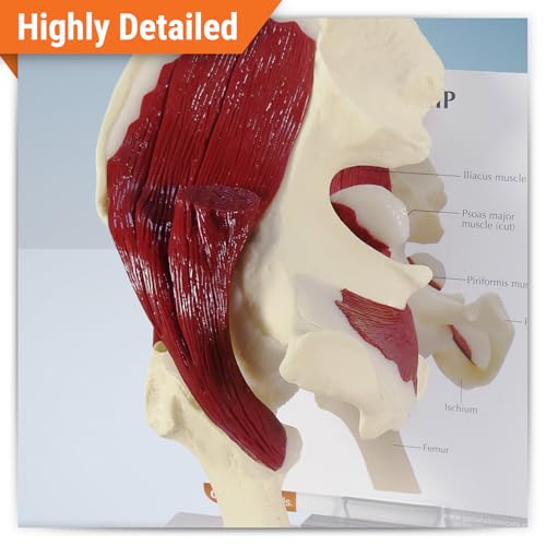 GPI Anatomicals Muscled Hip Model of Right Hip Joint with Muscles - style: Muscled Hip