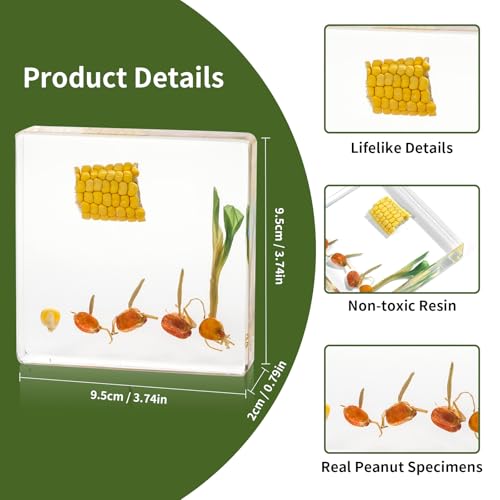 Corn Life Cycle Kit, Corn Specimen Real Plant Resin Encased Seeds Sprouts Stalks, Perfect for Life Cycle of a Corn Plant Science Education Biology Decor Lab Supply Display - color: Corn
