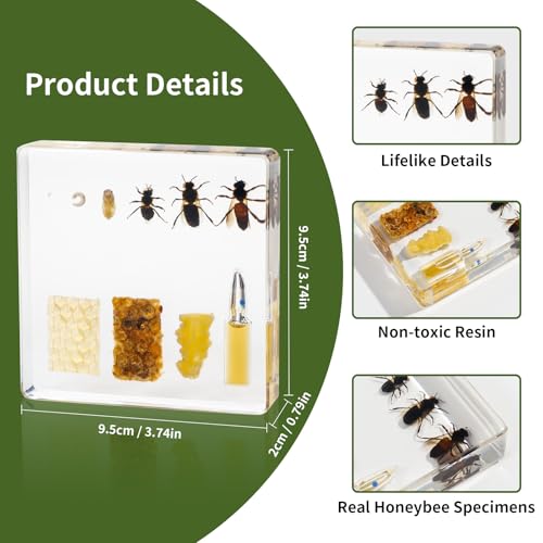 Bee Life Cycle Kit, Bee Specimen Real Insect Taxidermy Resin Encased Larvae, Perfect for Life Cycle of a Bee Science Education Biology Decor Lab Supply Display - color: Bee