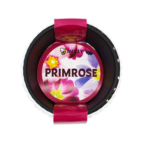 Buzzy Seeds Primrose Grow Kit, Decorative Planter, Indoor Flower Garden
