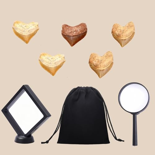 Authentic Shark Teeth Fossils with Collection Box & Magnifier (Crow Shark Teeths) - color: Crow Shark Teeths