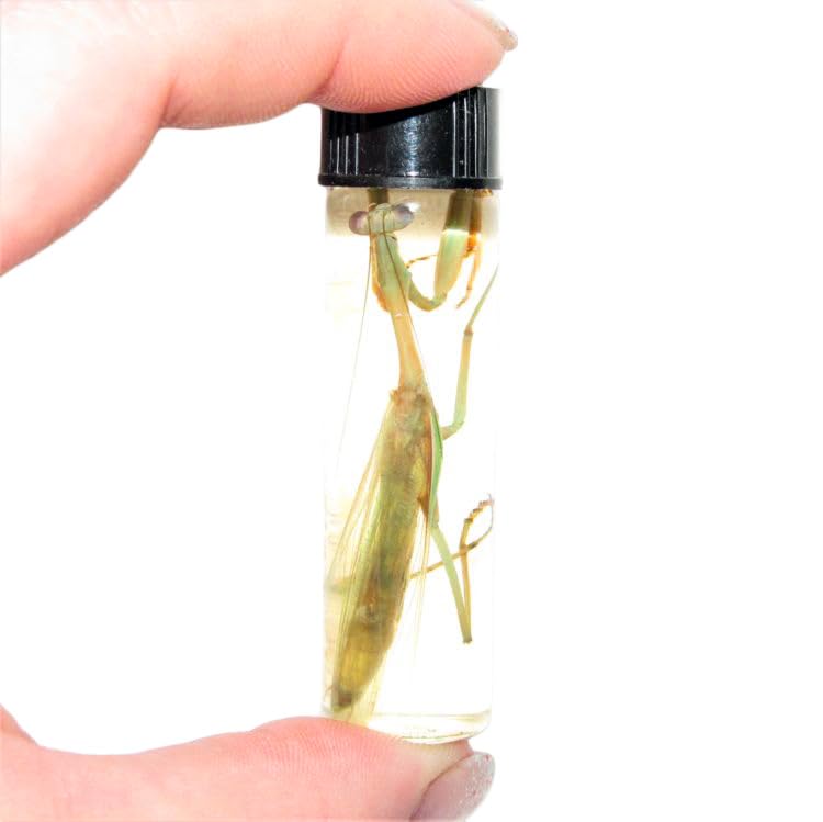 BicBugs Green Praying Mantis Male Preserved Wet Specimen