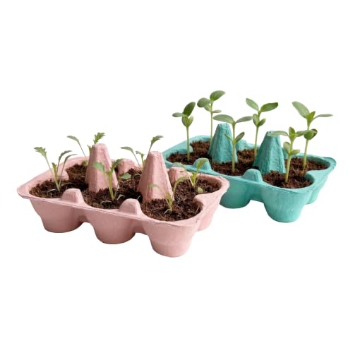 Buzzy Seeds Sunflower & Daisy Grow Kit, 2-Pack Egg Carton Pots & Seeds