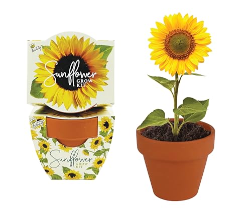 BUZZY Seeds Sunflower Grow Kit 12-Pack, Terracotta Pots, Indoor Garden