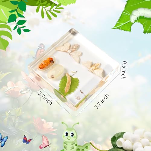 Lifecycle of Silkworm Insect in Resin, 3.7 x 3.7 x 0.8 Inch Real Life Cycle of Silkworm Specimens Animal Paperweights Specimen for Taxidermy Science Decor - color: Silkworm