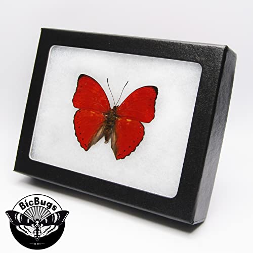 BicBugs Cymothoe sangaris Real Framed Butterfly RED Africa