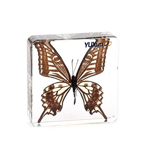 Real Insect Butterfly Specimen Paperweight Animal Taxidermy Collection Display Sciecne Classroom Specimen for Science Education (Butterfly 12) - color: Butterfly 12