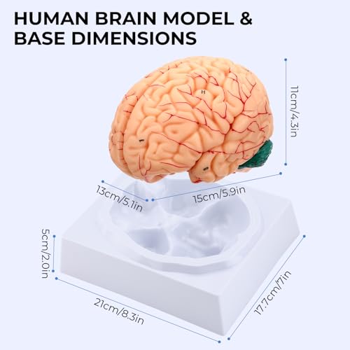 Human Brain Model, 8-Part Life Size Magnetic Detachable Brain Anatomy Model, 32 Numbered Brain Structures, PVC Anatomical Brain Model with Base & Study Card for Teaching, Study & Display