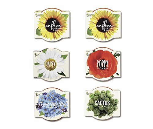 Buzzy Seeds Daydream Grow Kit 6-Pack, Terracotta Pots, Assorted Flowers - color: Daydream Assorted