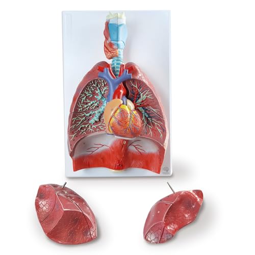 Human Lung Heart Larynx Anatomy Model, Life Size 7-Part