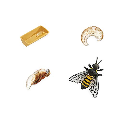 Safari Ltd. Life Cycle of a Honey Bee - Educational Toy Figurines - Miniature Bee Lifecycle Collection for Boys, Girls & Kids Age 4+ - color: Beige