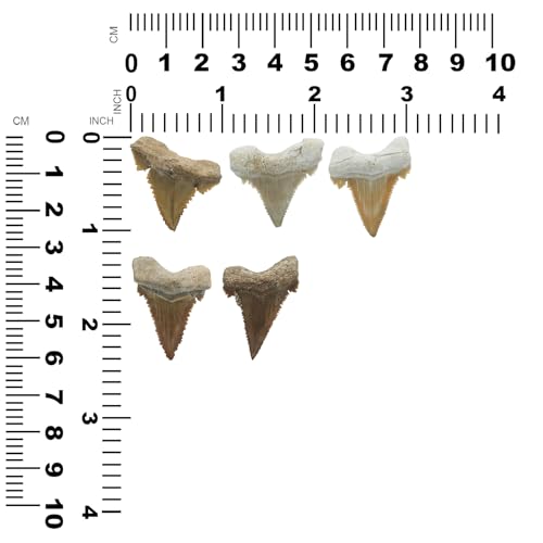 Starborn Rare Collector's Fossils - style: Small Tooth