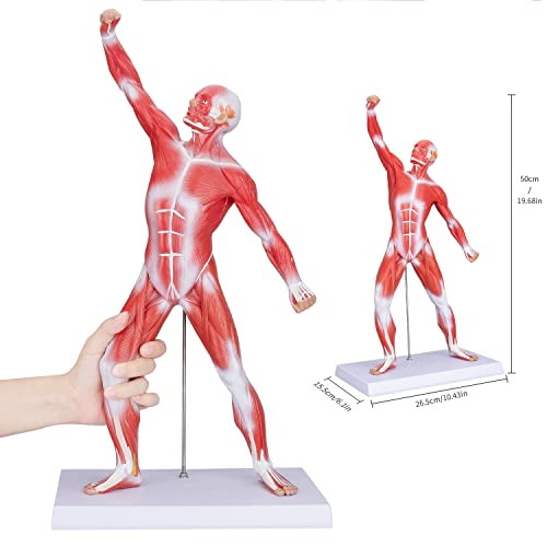 Human Muscles Anatomy Model - Miniature Superficial Anatomical Muscular Movement System Model Mini 1/4 Life Size Anatomical Reference Model for Medical Office & Professional Academic Institutions