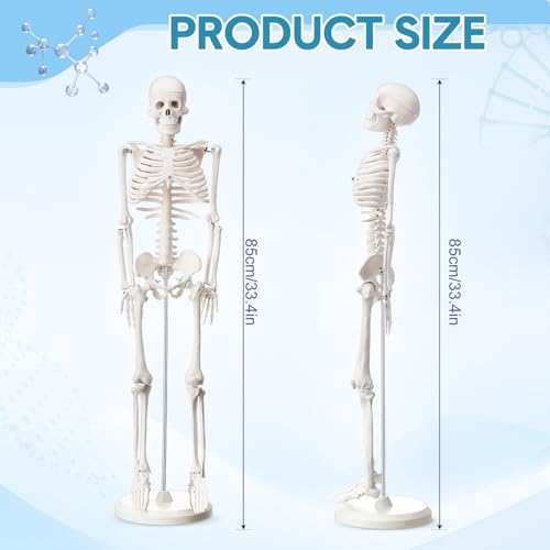 Briwooody Human Skeleton Model for Anatomy 33.4'' Model Half Size Human Skeleton with Base Movable Arms and Legs for Students and Teachers