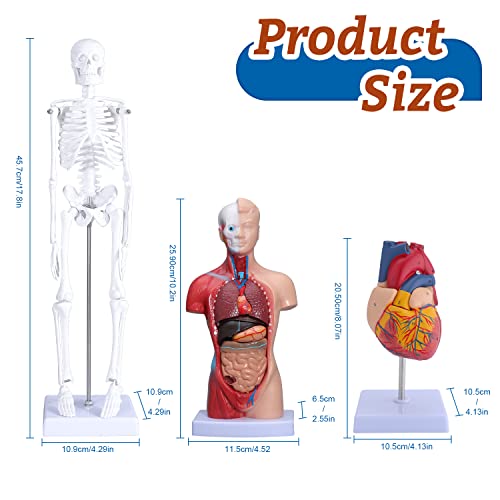 Human Heart & Body Torso & Skeleton Anatomy Model - Anatomical Assembly Model of Human Organs Mini Human Skeleton Model with Movable Arms and Legs for Medical Student Educational Kit
