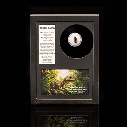 Real Raptor Tooth Fossil in Collector's Box