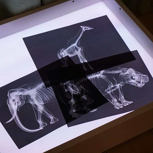 Animal X-Ray Set, Educational Science Kit, Light Table Accessory for Children (Wild Animals) - style: Wild Animals