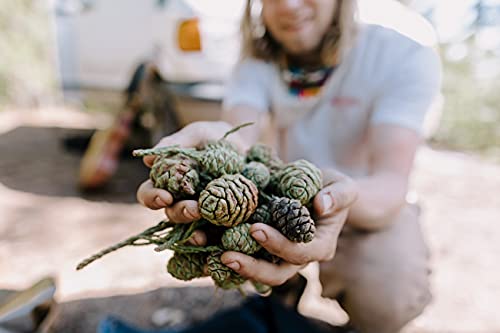 California Giant Sequoia | Tree Seed Grow Kit | The Jonsteen Company