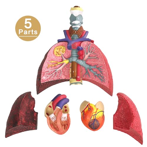HADWYN Human Respiratory System model,anatomy models human body