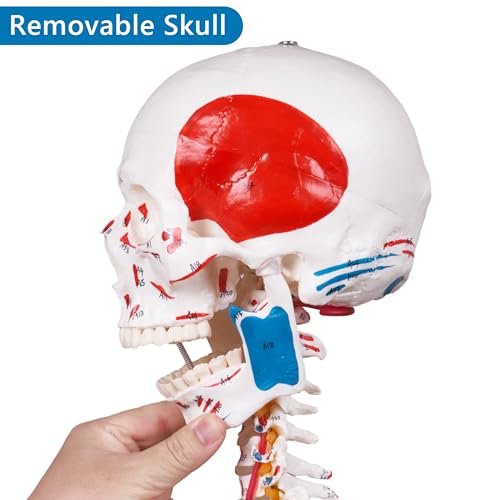 NLShan 70.8 Inches Human Skeleton Model for Anatomy - Life Size Anatomical Human Skeleton Model with Joint Ligaments 70.8 in with Rolling Stand for Medical Skeleton Study and Display - color: Red+White