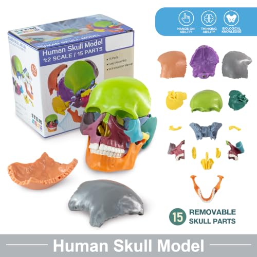 Mini Human Skull Anatomy Model, 15 Part Half-Size Color-Coded - style: Color-Coded
