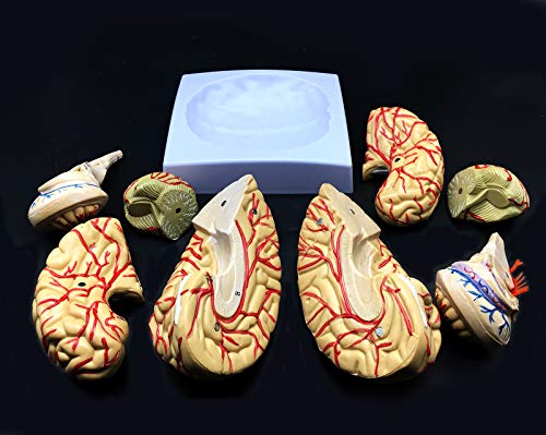 Human Brain Model, Anatomically Accurate Brain Model 8-Part Human Brain Anatomy for Science Classroom Study Display Teaching Medical Model