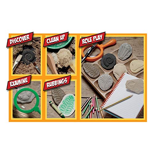 Yellow Door Let's Investigate Fossil Stone, Pack of 8